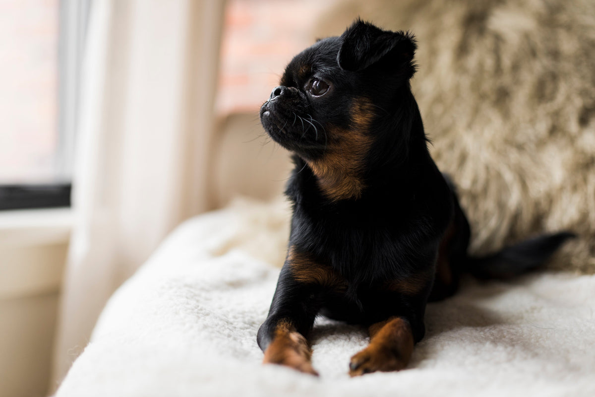 A small black and tan dog lying on a white blanket indoors, with a soft beige pillow and a blurred window in the background.
